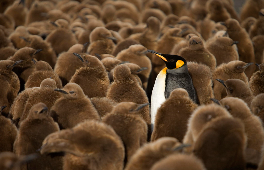 20 Beautiful Pics To Celebrate Penguin  Awareness Day