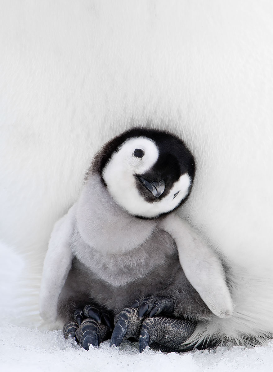 20 Beautiful Pics To Celebrate Penguin  Awareness Day