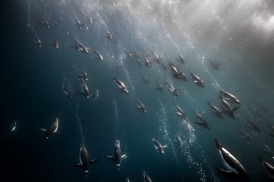 20 Beautiful Pics To Celebrate Penguin  Awareness Day