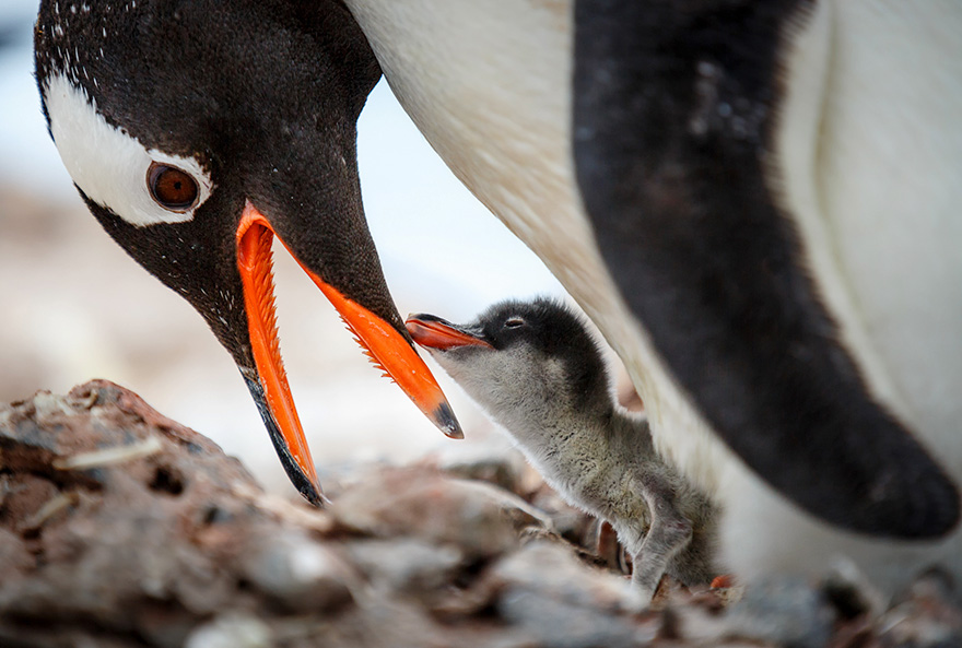 20 Beautiful Pics To Celebrate Penguin  Awareness Day