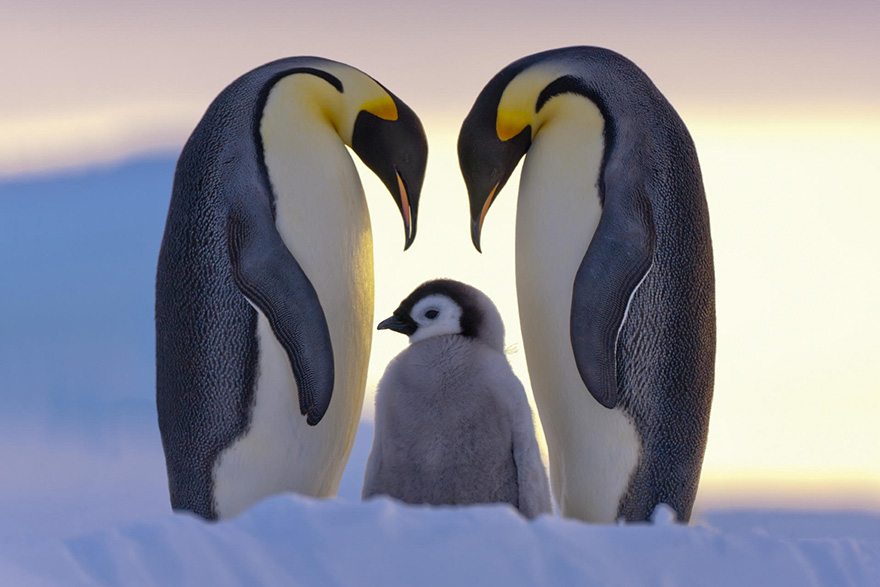 20 Beautiful Pics To Celebrate Penguin  Awareness Day