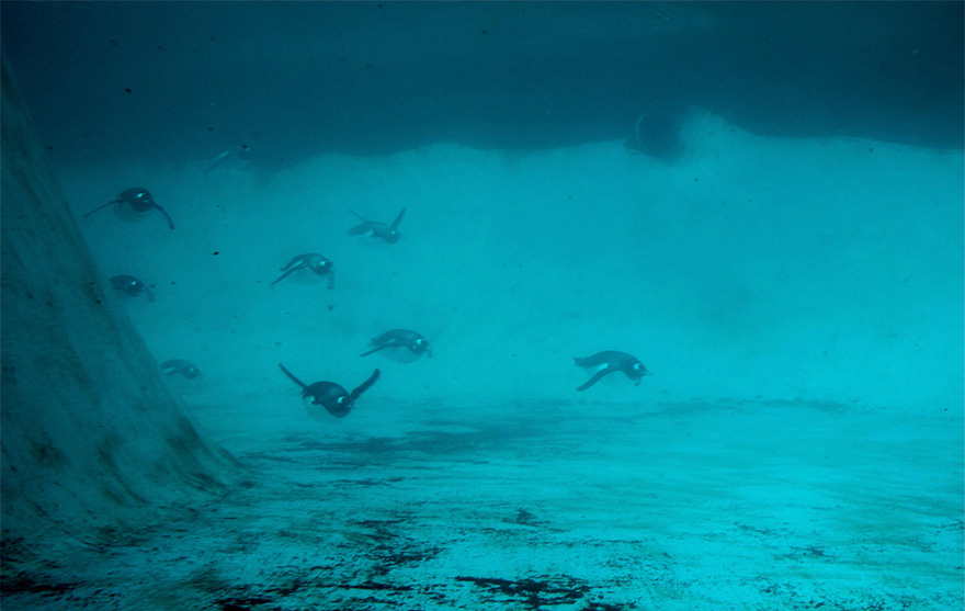 20 Beautiful Pics To Celebrate Penguin  Awareness Day