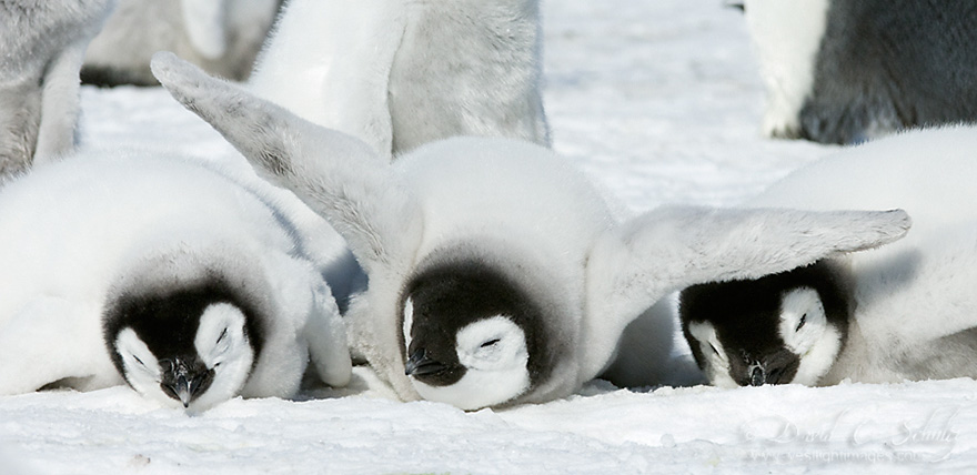 20 Beautiful Pics To Celebrate Penguin  Awareness Day