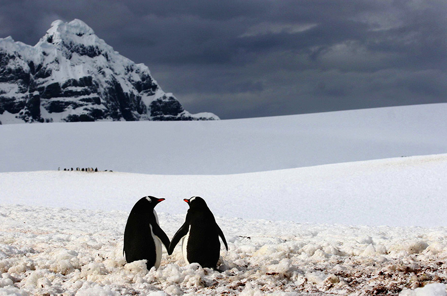 20 Beautiful Pics To Celebrate Penguin  Awareness Day