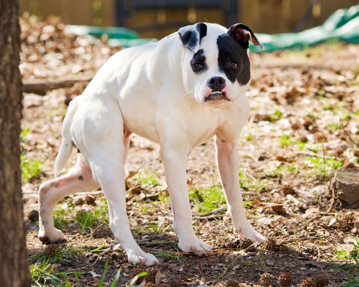 This Dog Is Not Photoshopped, She’s Real And Perfect This Dog Is Not Photoshopped, She’s Real And Perfect