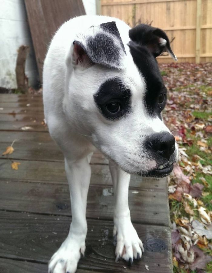 This Dog Is Not Photoshopped, She’s Real And Perfect This Dog Is Not Photoshopped, She’s Real And Perfect