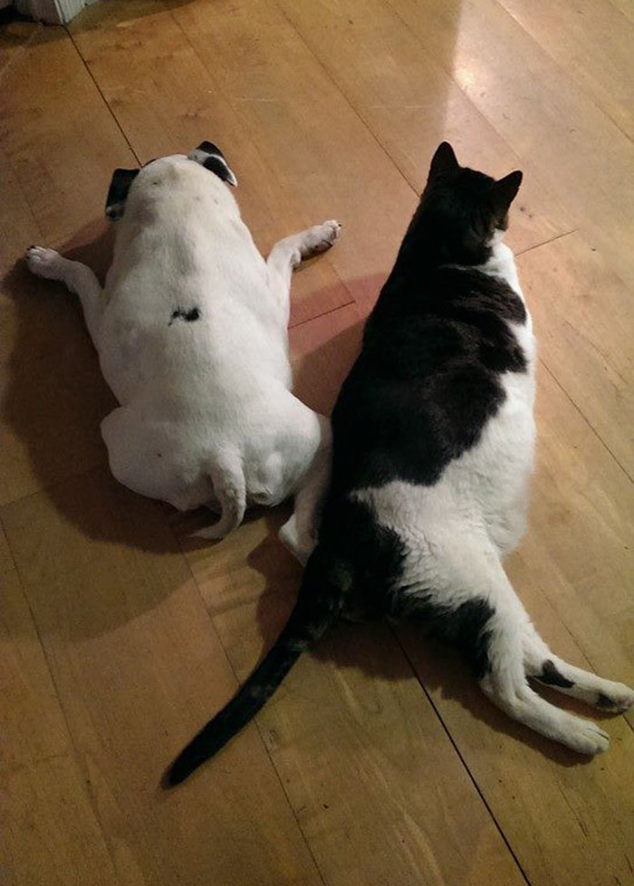 This Dog Is Not Photoshopped, She’s Real And Perfect This Dog Is Not Photoshopped, She’s Real And Perfect