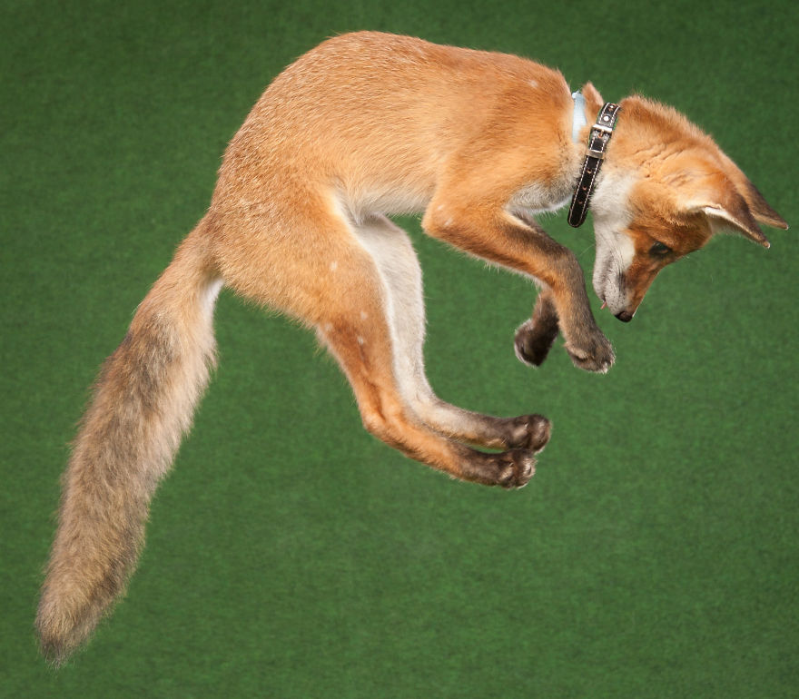 A Little Rescued Fox Came To Model In My Photo Studio