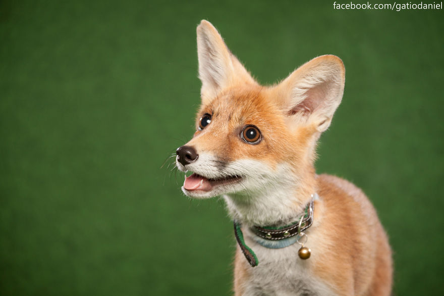 A Little Rescued Fox Came To Model In My Photo Studio