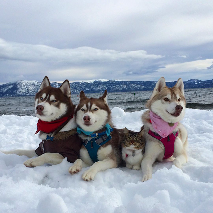 3 Huskies Become Best Friends With A Cat After Saving It From Dying 3 Huskies Become Best Friends With A Cat After Saving It From Dying