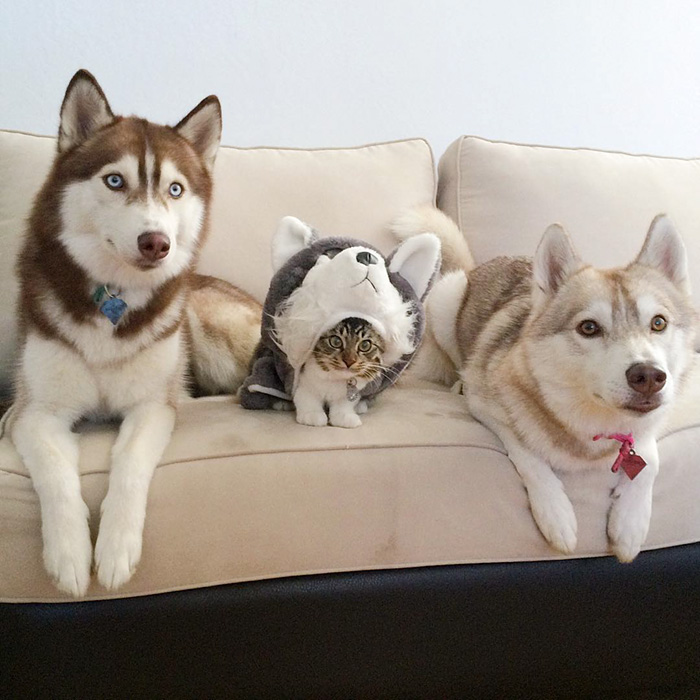 3 Huskies Become Best Friends With A Cat After Saving It From Dying 3 Huskies Become Best Friends With A Cat After Saving It From Dying