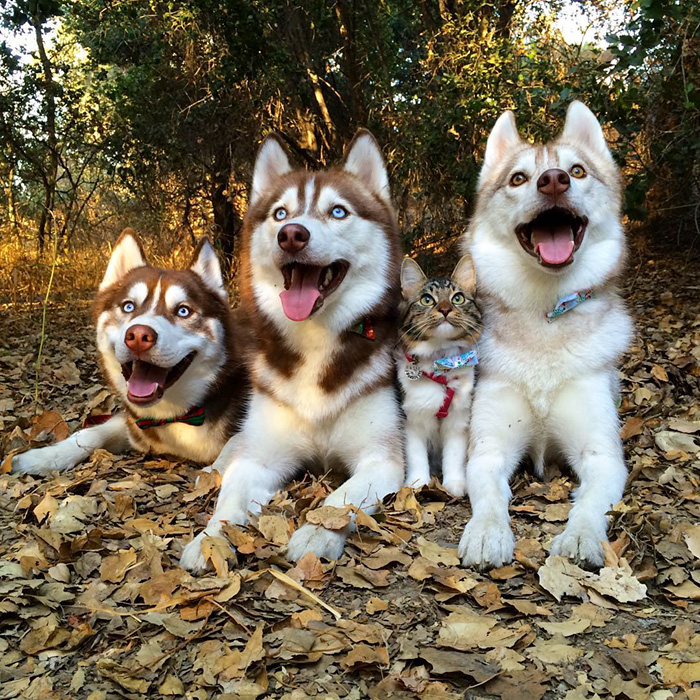 3 Huskies Become Best Friends With A Cat After Saving It From Dying 3 Huskies Become Best Friends With A Cat After Saving It From Dying