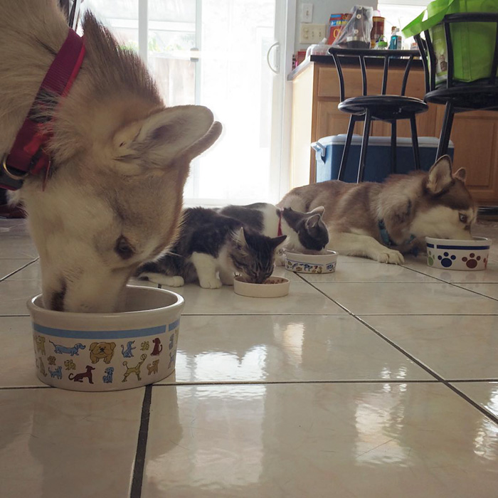 3 Huskies Become Best Friends With A Cat After Saving It From Dying 3 Huskies Become Best Friends With A Cat After Saving It From Dying