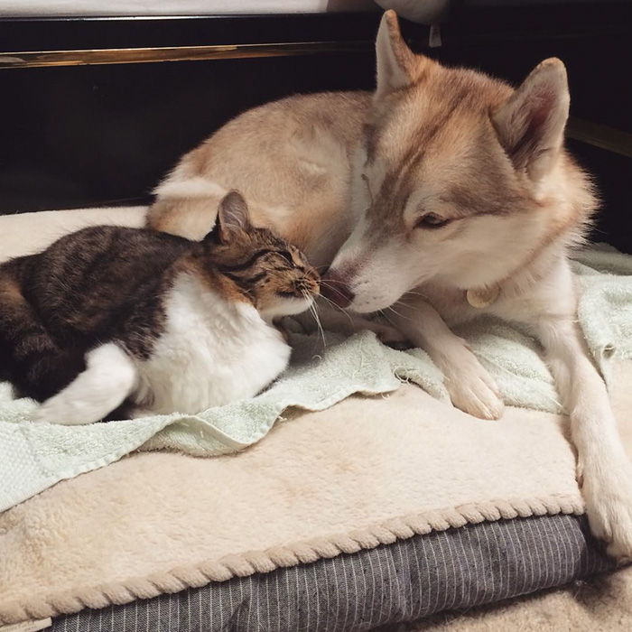 3 Huskies Become Best Friends With A Cat After Saving It From Dying 3 Huskies Become Best Friends With A Cat After Saving It From Dying