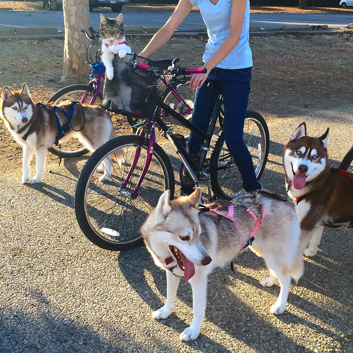 3 Huskies Become Best Friends With A Cat After Saving It From Dying 3 Huskies Become Best Friends With A Cat After Saving It From Dying