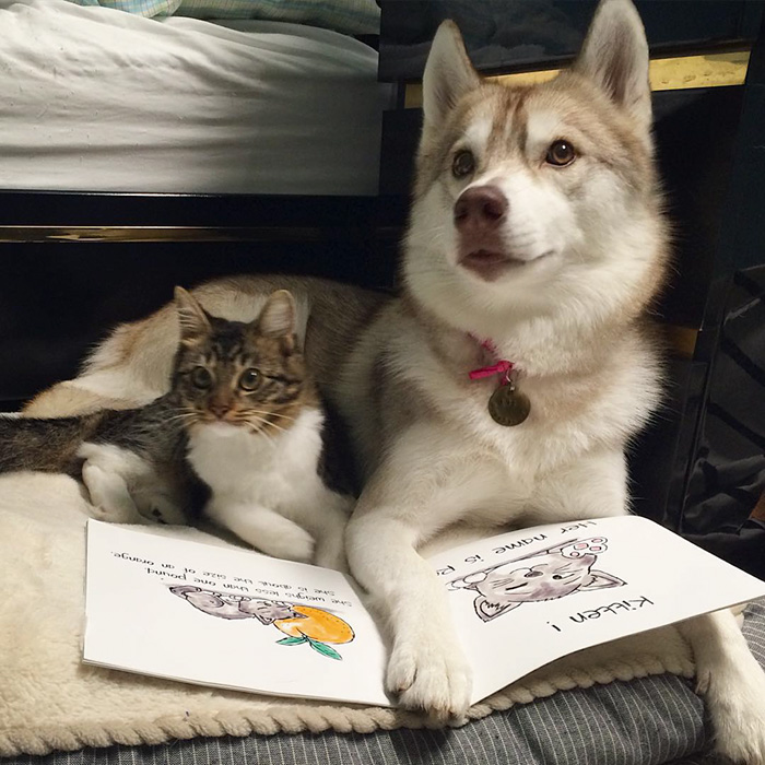 3 Huskies Become Best Friends With A Cat After Saving It From Dying 3 Huskies Become Best Friends With A Cat After Saving It From Dying