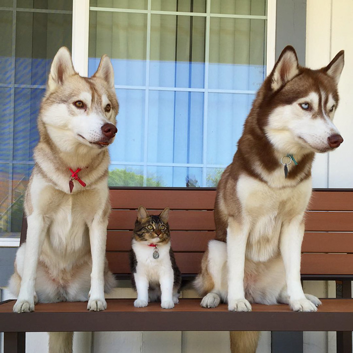 3 Huskies Become Best Friends With A Cat After Saving It From Dying 3 Huskies Become Best Friends With A Cat After Saving It From Dying