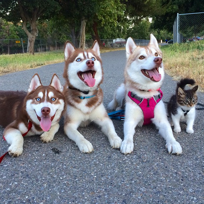 3 Huskies Become Best Friends With A Cat After Saving It From Dying 3 Huskies Become Best Friends With A Cat After Saving It From Dying