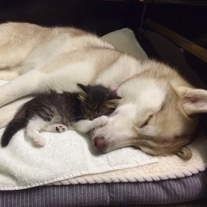 3 Huskies Become Best Friends With A Cat After Saving It From Dying 3 Huskies Become Best Friends With A Cat After Saving It From Dying