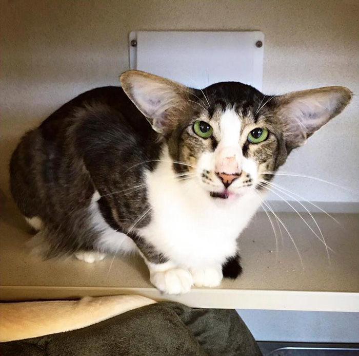 Shelter Cat That Looks Like Adam Driver From Star Wars Finally Adopted Shelter Cat That Looks Like Adam Driver From Star Wars Finally Adopted