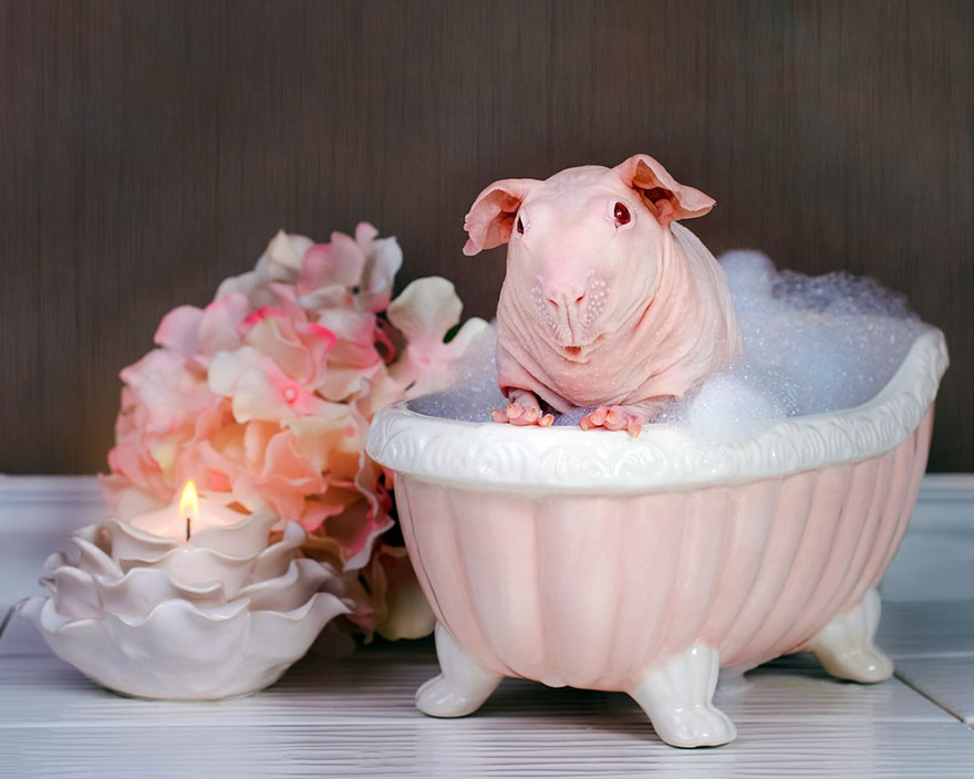 Guinea Pig Poses Totally Nude In Bath Leaving Nothing To The Imagination Guinea Pig Poses Totally Nude In Bath Leaving Nothing To The Imagination