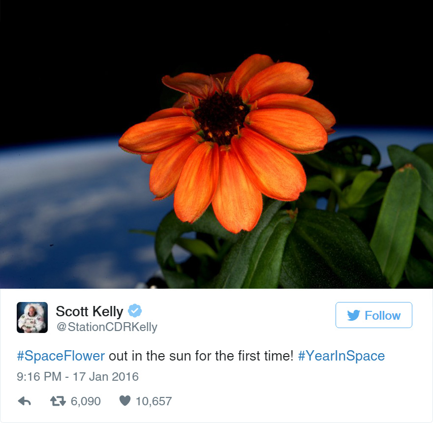 NASA Astronaut Grows The First Ever Flower in Space NASA Astronaut Grows The First Ever Flower in Space