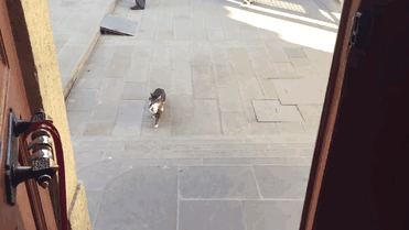 Imam Opens Mosque’s Doors To Stray Cats To Keep Them Warm Imam Opens Mosque’s Doors To Stray Cats To Keep Them Warm