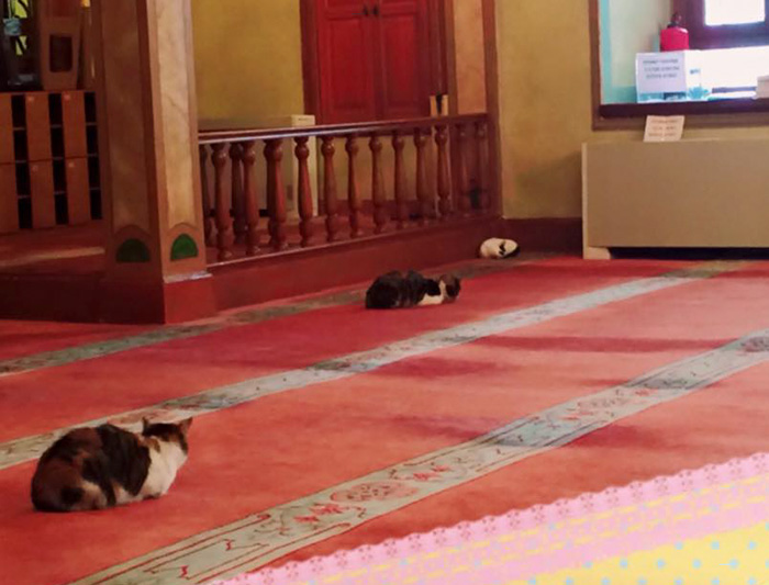 Imam Opens Mosque’s Doors To Stray Cats To Keep Them Warm Imam Opens Mosque’s Doors To Stray Cats To Keep Them Warm