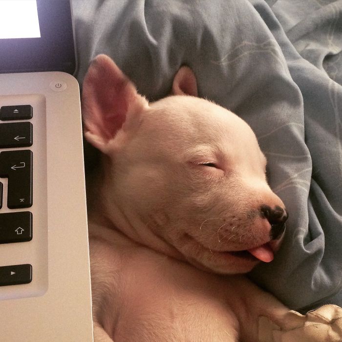 My Cats Adopted A 3-Legged Puppy Whose Mom Tried To Eat Him (UPDATE)