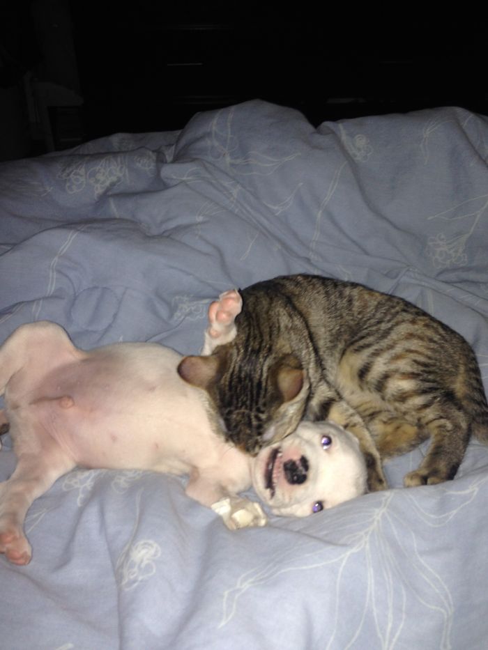 My Cats Adopted A 3-Legged Puppy Whose Mom Tried To Eat Him (UPDATE)
