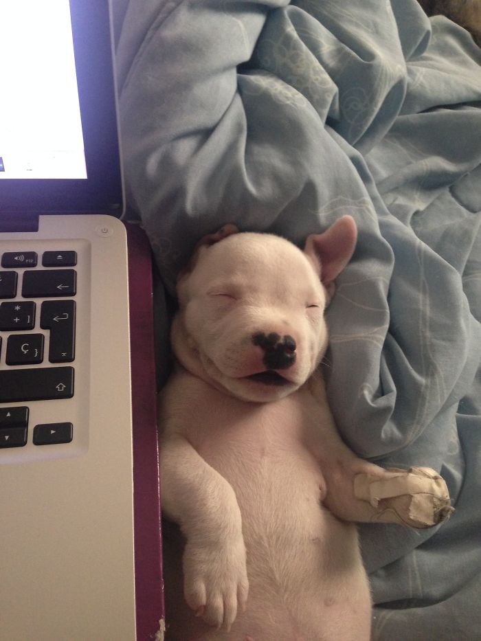 My Cats Adopted A 3-Legged Puppy Whose Mom Tried To Eat Him (UPDATE)