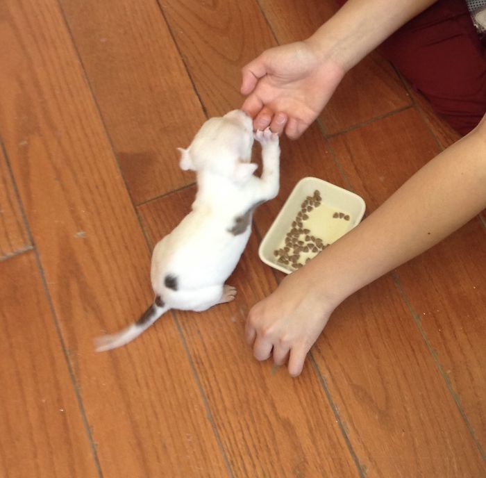 My Cats Adopted A 3-Legged Puppy Whose Mom Tried To Eat Him (UPDATE)