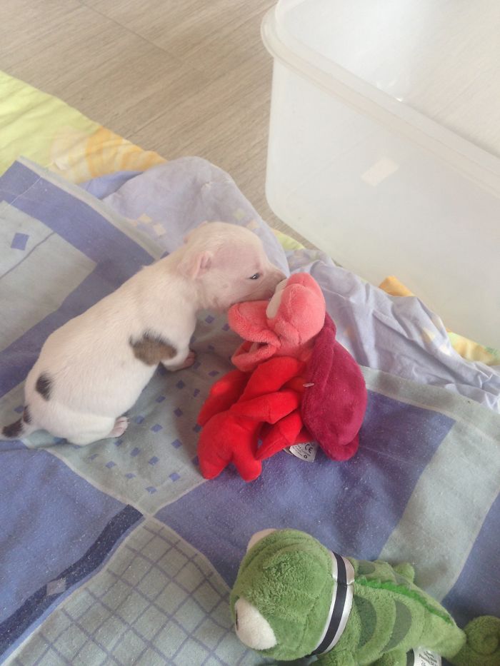 My Cats Adopted A 3-Legged Puppy Whose Mom Tried To Eat Him (UPDATE)