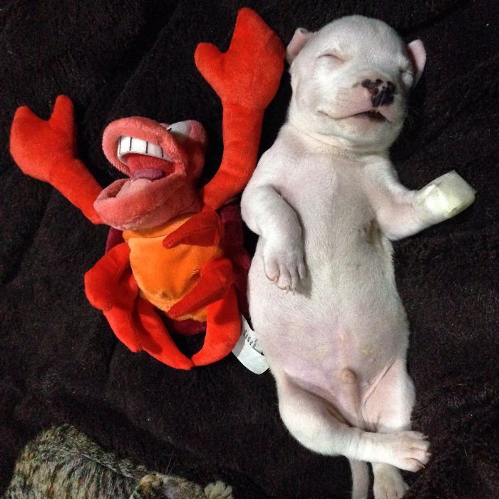 My Cats Adopted A 3-Legged Puppy Whose Mom Tried To Eat Him (UPDATE)