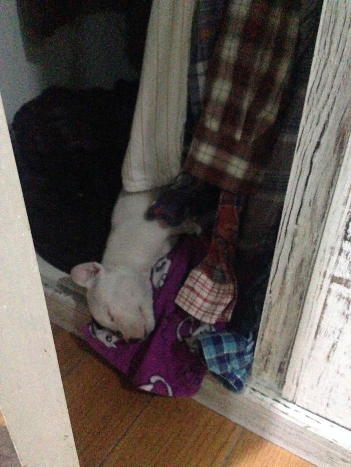 My Cats Adopted A 3-Legged Puppy Whose Mom Tried To Eat Him (UPDATE)