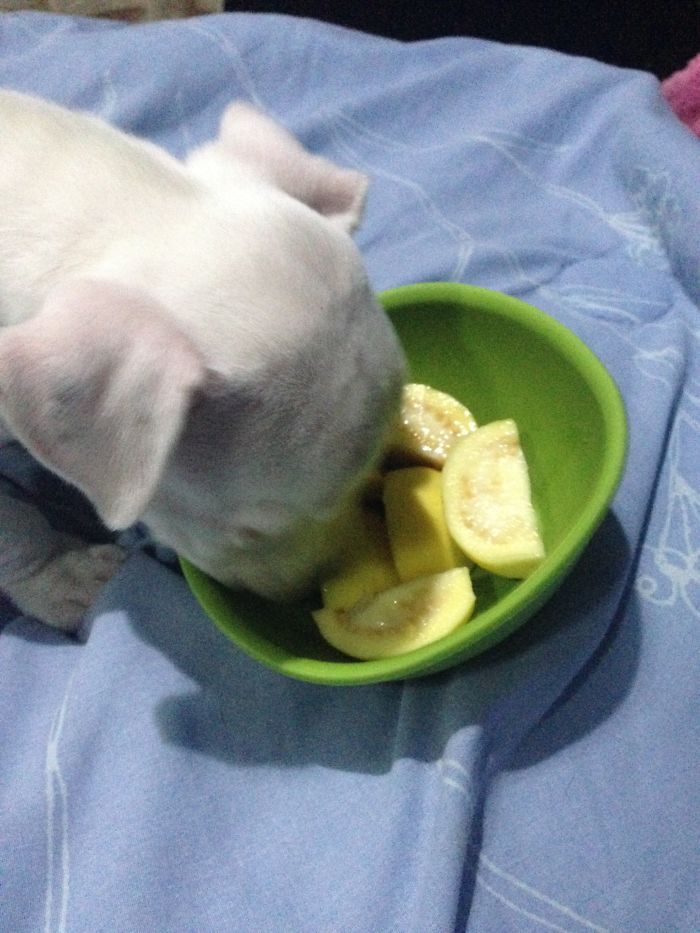 My Cats Adopted A 3-Legged Puppy Whose Mom Tried To Eat Him (UPDATE)