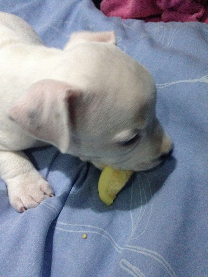 My Cats Adopted A 3-Legged Puppy Whose Mom Tried To Eat Him (UPDATE)