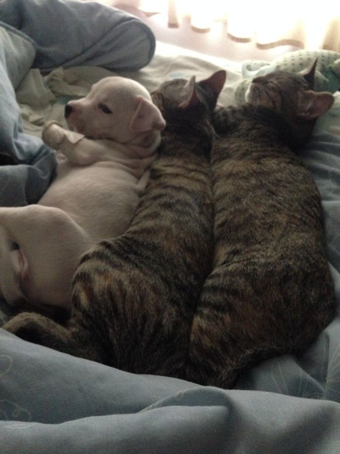 My Cats Adopted A 3-Legged Puppy Whose Mom Tried To Eat Him (UPDATE)