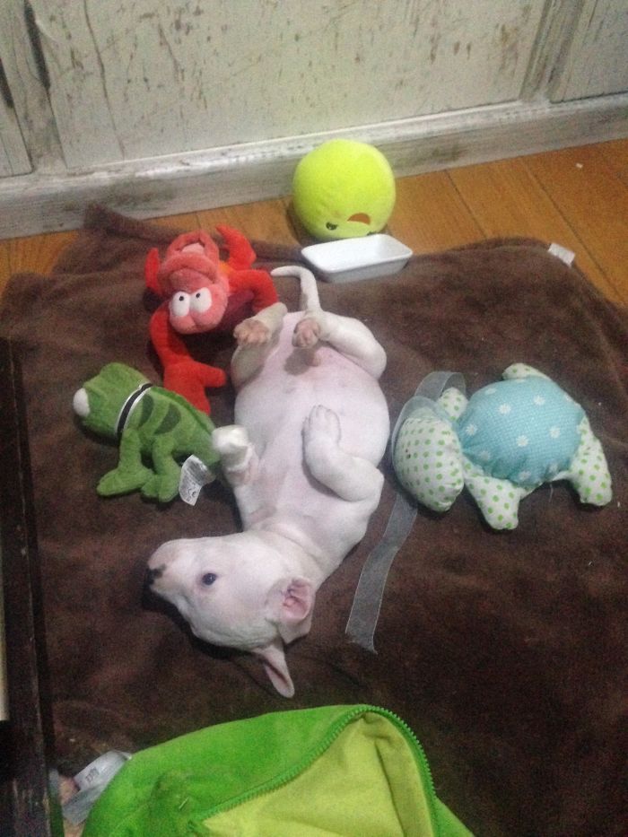 My Cats Adopted A 3-Legged Puppy Whose Mom Tried To Eat Him (UPDATE)