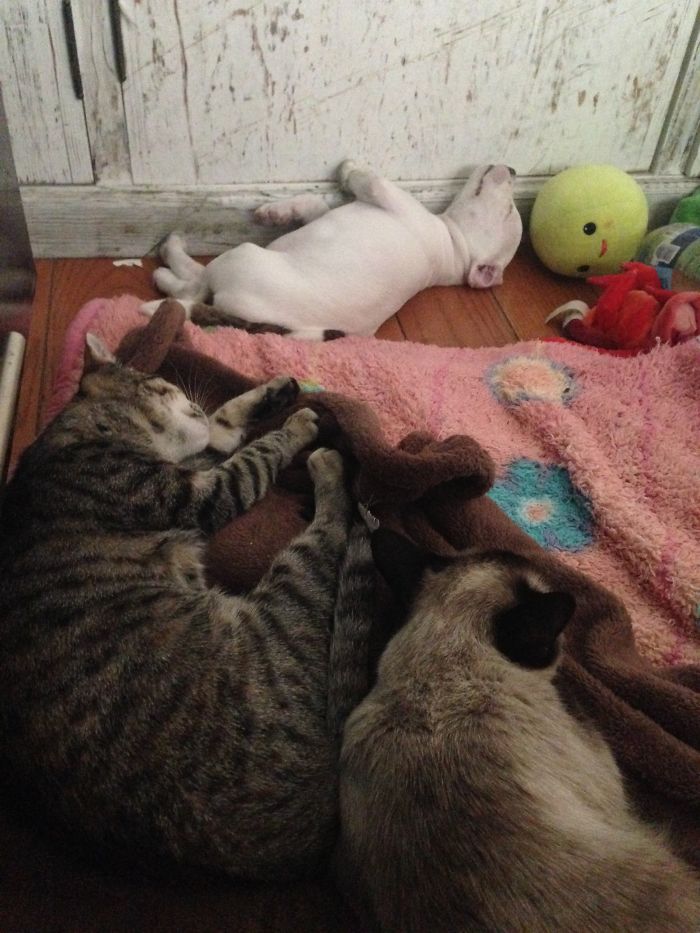 My Cats Adopted A 3-Legged Puppy Whose Mom Tried To Eat Him (UPDATE)