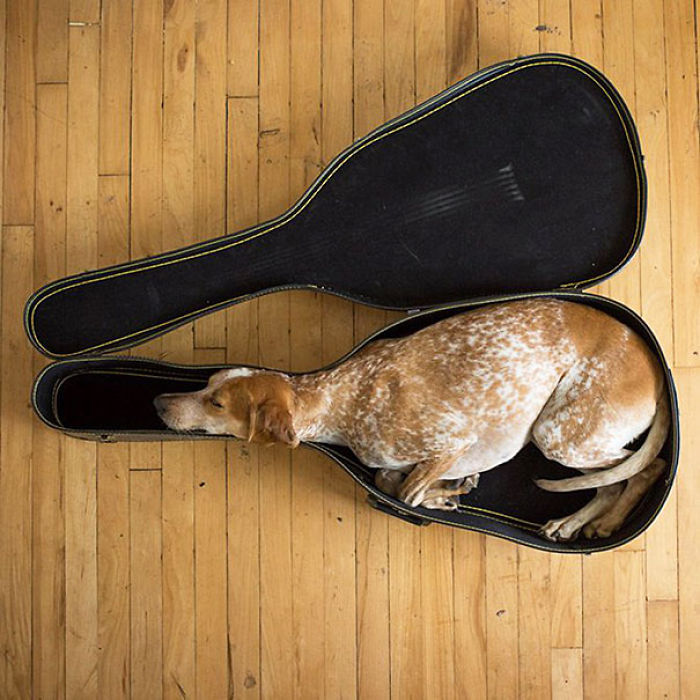 231 Animals That Sleep Wherever They Please 231 Animals That Sleep Wherever They Please