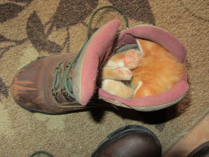 231 Animals That Sleep Wherever They Please 231 Animals That Sleep Wherever They Please
