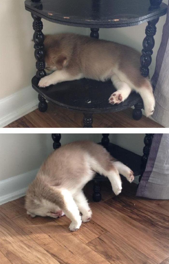 231 Animals That Sleep Wherever They Please 231 Animals That Sleep Wherever They Please