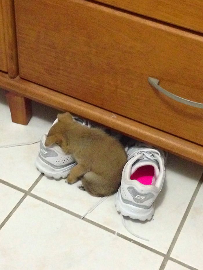 231 Animals That Sleep Wherever They Please 231 Animals That Sleep Wherever They Please