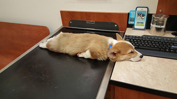 231 Animals That Sleep Wherever They Please 231 Animals That Sleep Wherever They Please