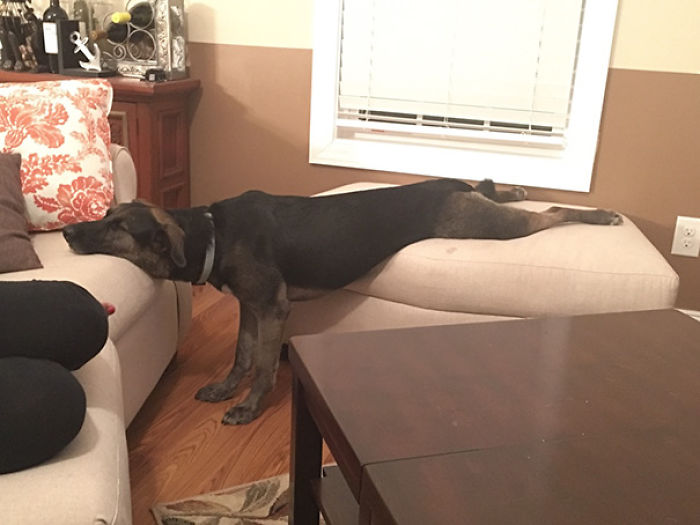 231 Animals That Sleep Wherever They Please 231 Animals That Sleep Wherever They Please
