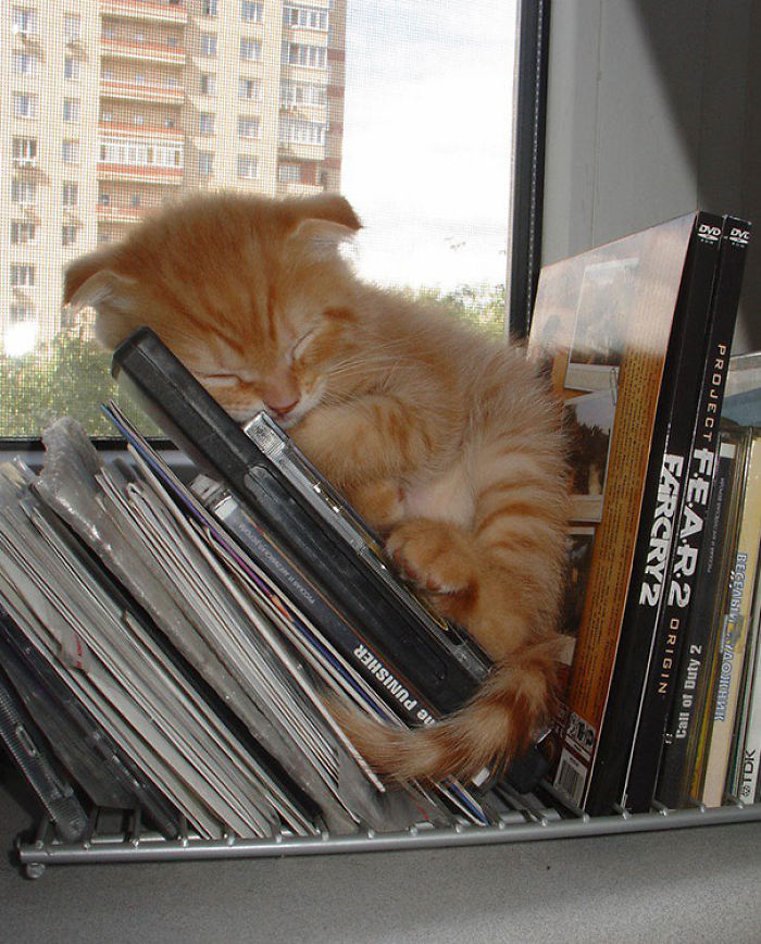 231 Animals That Sleep Wherever They Please 231 Animals That Sleep Wherever They Please