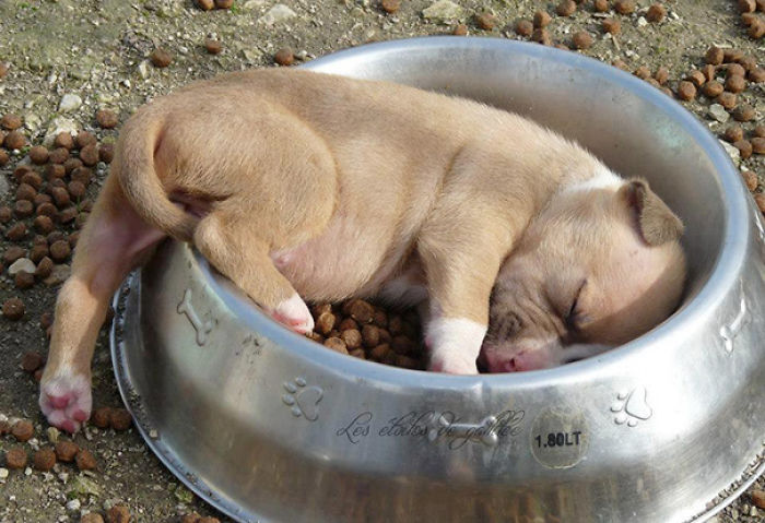 231 Animals That Sleep Wherever They Please 231 Animals That Sleep Wherever They Please