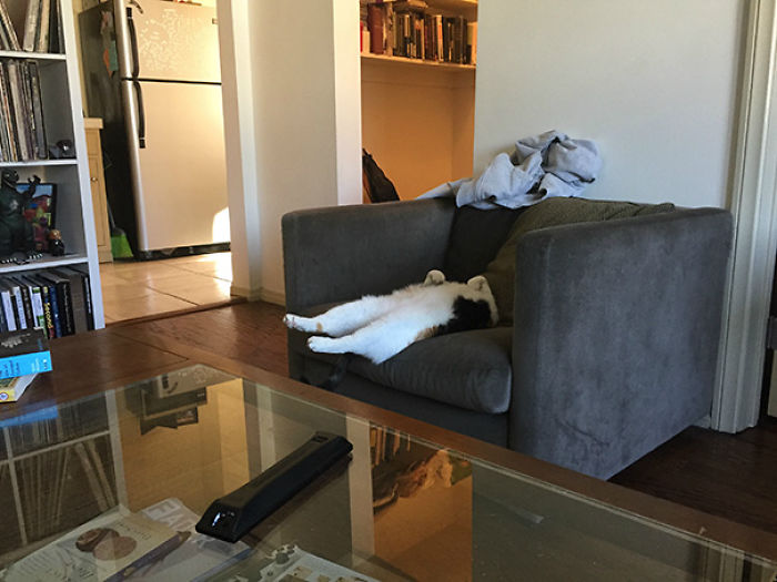 231 Animals That Sleep Wherever They Please 231 Animals That Sleep Wherever They Please