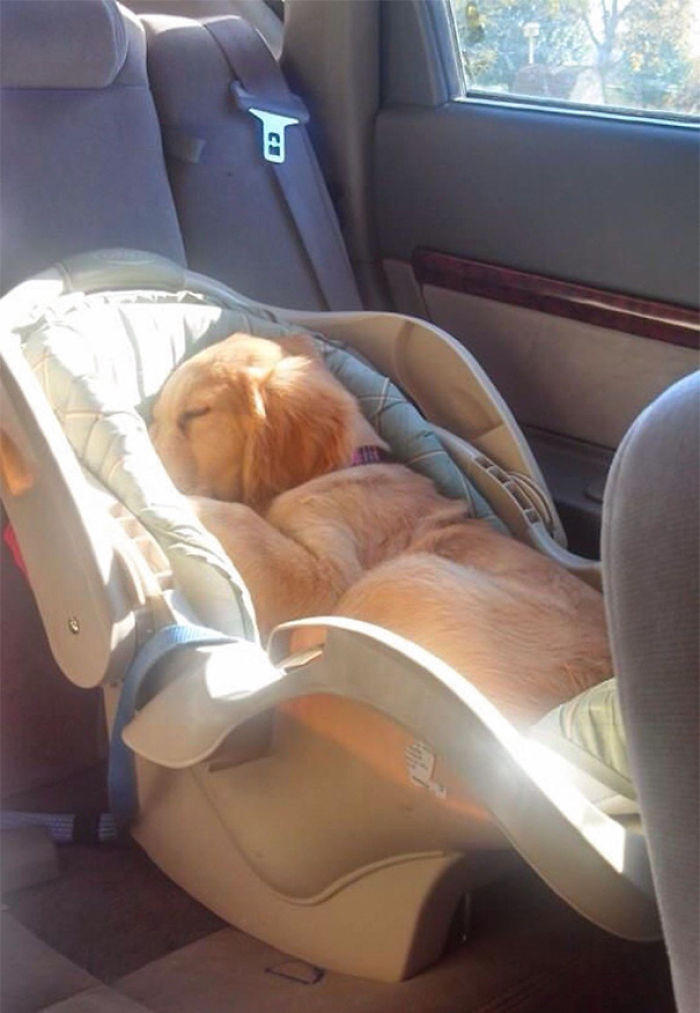 231 Animals That Sleep Wherever They Please 231 Animals That Sleep Wherever They Please